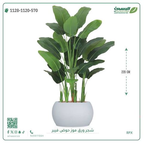 شجرة ورق موز صناعية ( ارتفاع 220 سم ) حوض فيبر
