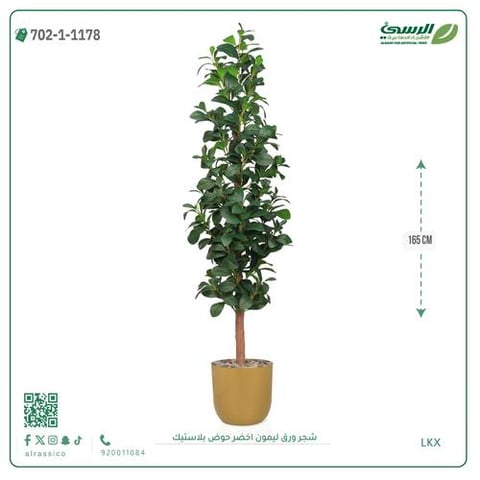 شجرة ورق ليمون صناعية خضراء (ارتفاع 165 سم) حوض بلاستيك