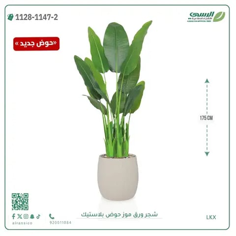 شجرة موز صناعية ( ارتفاع 175 سم ) حوض بلاستيك