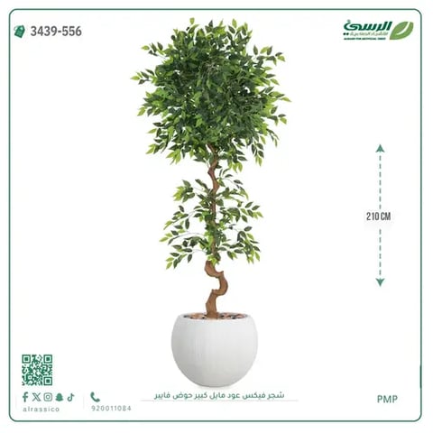 شجرة فيكس صناعية عود مائل (ارتفاع 210 سم) حوض فيبر