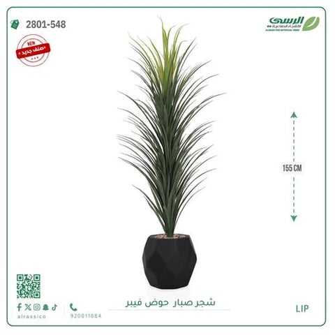 شتلة صبار بمركن فيبر مستطيل 