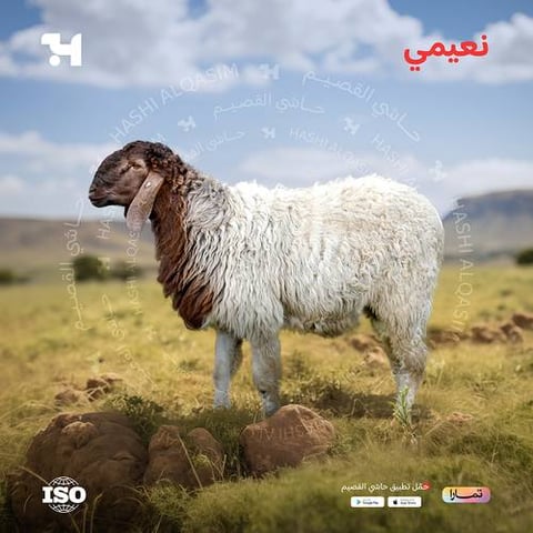 نعيمي جذع