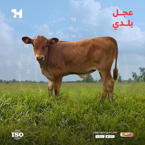 عجل كامل
