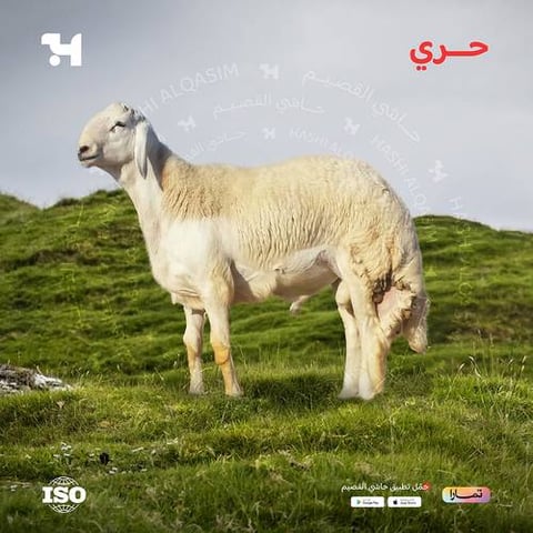 ربع حري هرفي وسط
