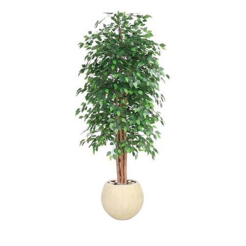 شجرة اللبخ  220سم