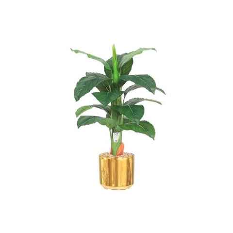 شجرة الموز 75سم