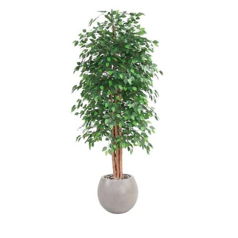  شجرة زينة اللبخ  220سم