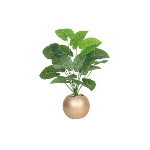 شتلة اخضر حوض بلاستيك 70 سم