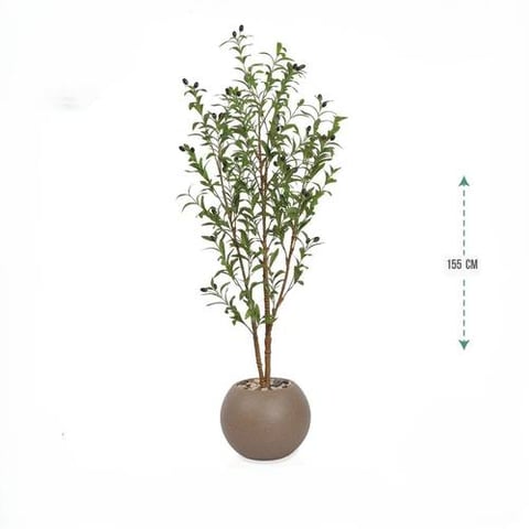 شجر زيتون 4 فرع حوض بلاستيك 155 سم
