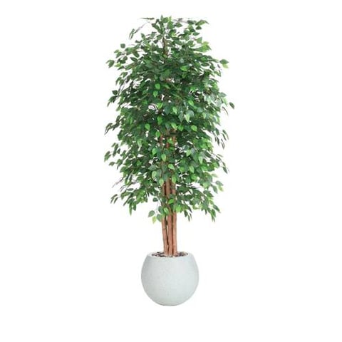  شجرة اللبخ  220سم
