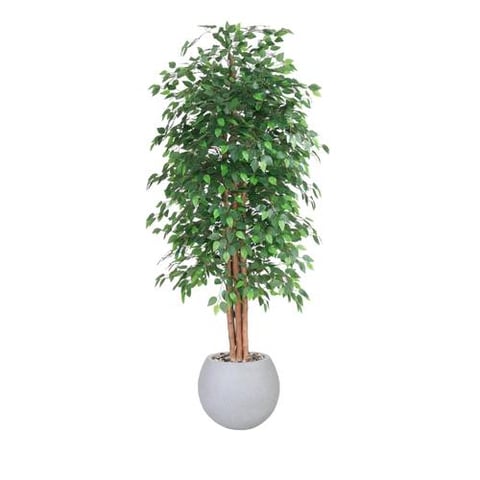 شجرة اللبخ  220سم