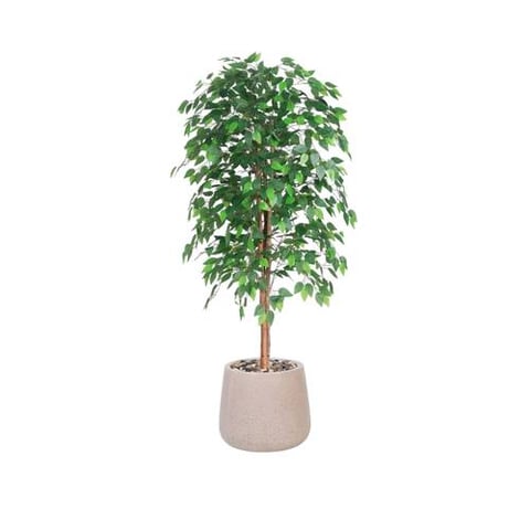 شجرة اللبخ  160سم