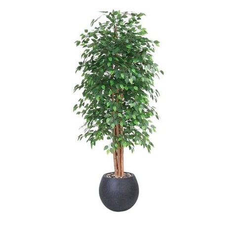  شجرة اللبخ  220سم