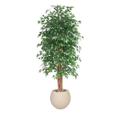  شجرة اللبخ  220سم