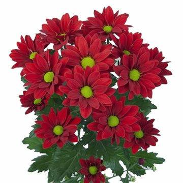CHRYSANTHEMUM REGAN RED -ITA