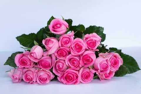 ROSES REVIVAL-ITA