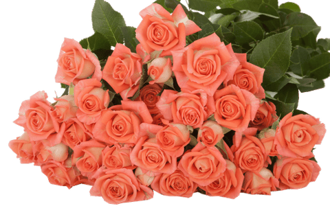 ROSES SPRAY CHARMING BABE -KENYA