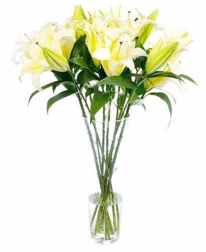 LILIUM ORIENTAL YELLOW-ITA