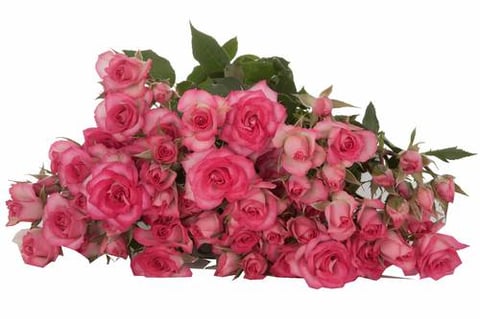 ROSES SPRAY RUPSKI -SUBATI