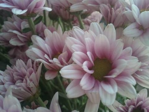 CHRYSANTHEMUM REGAN PINK -ITA