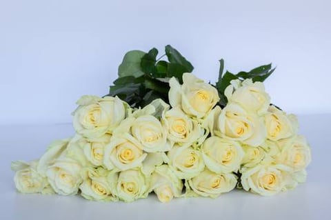 ROSES AVALANCH-ITA
