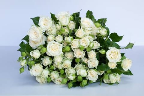 ROSES SPRAY JOSEPHINE-ITA