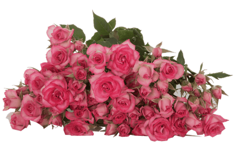 ROSES SPRAY RUPSKI -KENYA