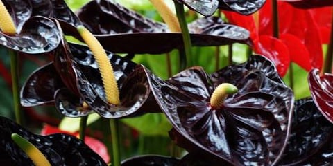 ANTHURIUM BLACK-HOLLAND