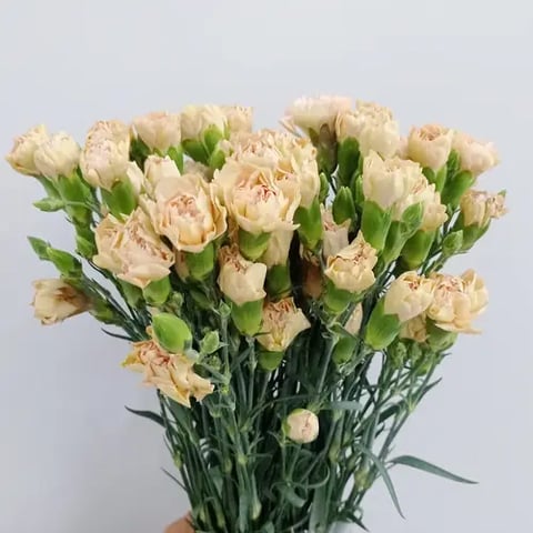 قرنفل الخوخ-كينيا
