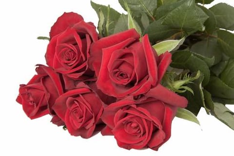ROSES EVER RED-KENYA