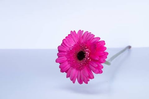 جربيرا  فوشي-هولندا