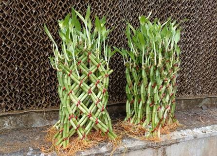 Bamboo Spiral net-5pcs