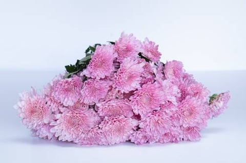 CHRYSANTHEMUM SWEET HEART-ITA