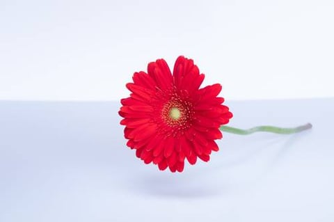 جربيرا  احمر هولندا