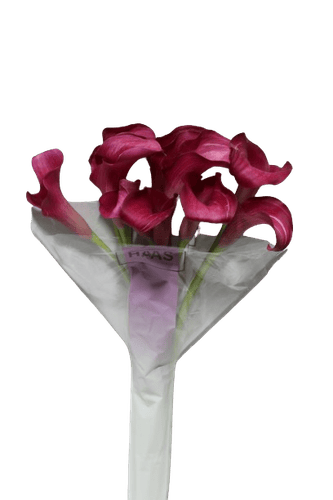 CALLA FUSCHIA-HOLLAND