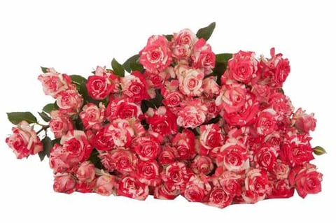 ROSES SPRAY FIRE WORKS -SUBATI