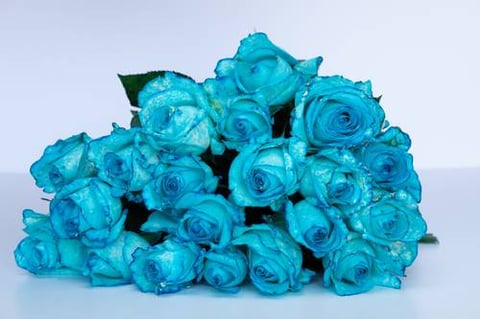 ROSES BLUE-ITA