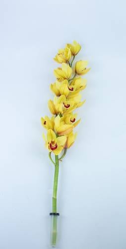 CYMBIDIUM YELLOW-NEWZEALAND