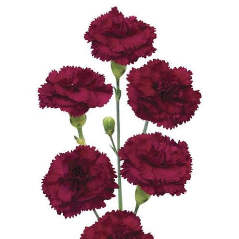 CARNATION RED-KENYA