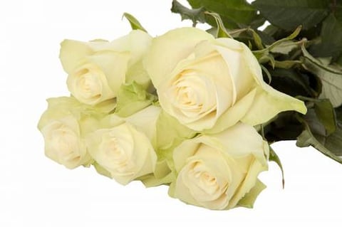 ROSES ATHENA-SUBATI