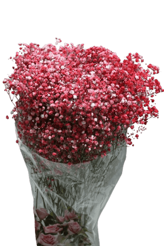 GYPSOPHILA RED TINTED-KENYA