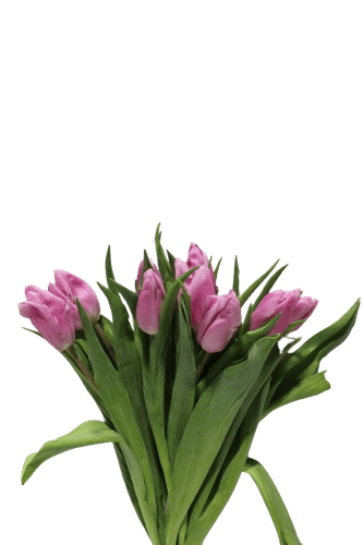 TULIP TULIP DARK PINK-ITA