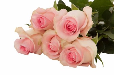 ROSES BABY LOVE-KENYA