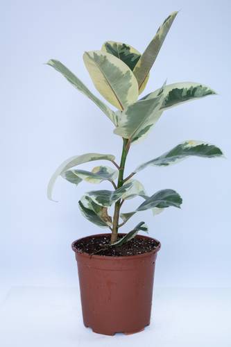 FICAS ROBUSTA SMALL-ITA