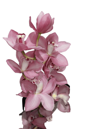 CYMBIDIUM  MOUVE-HOLLAND