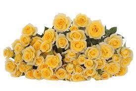 ROSES SPRAY YELLOW BABE-ITA