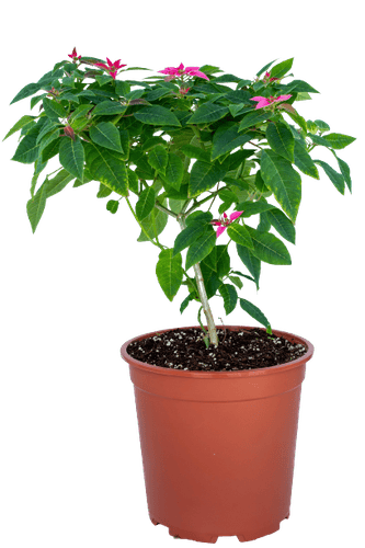 نبتة البونسيتة - إتاء