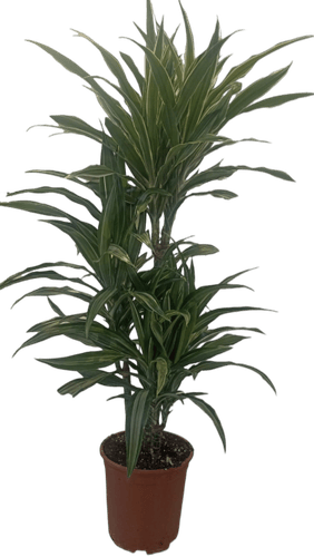 Dracena warnecke medium