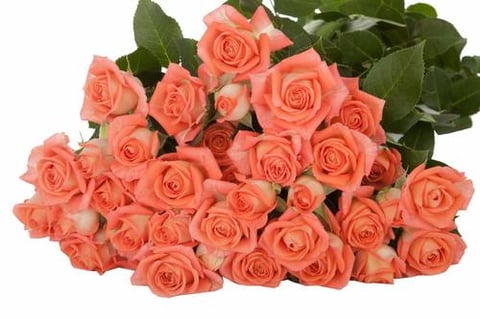 ROSES SPRAY CHARMING BABE -SUBATI