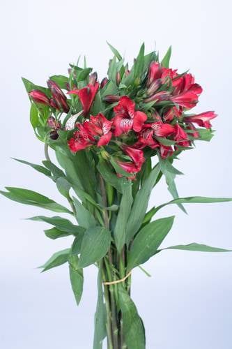 ALSTROEMERIA RED-KENYA